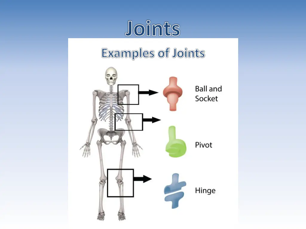 joints examples of joints