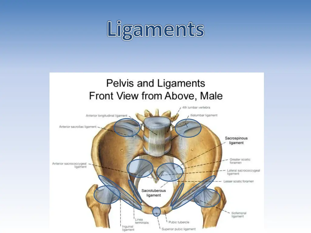 ligaments 1