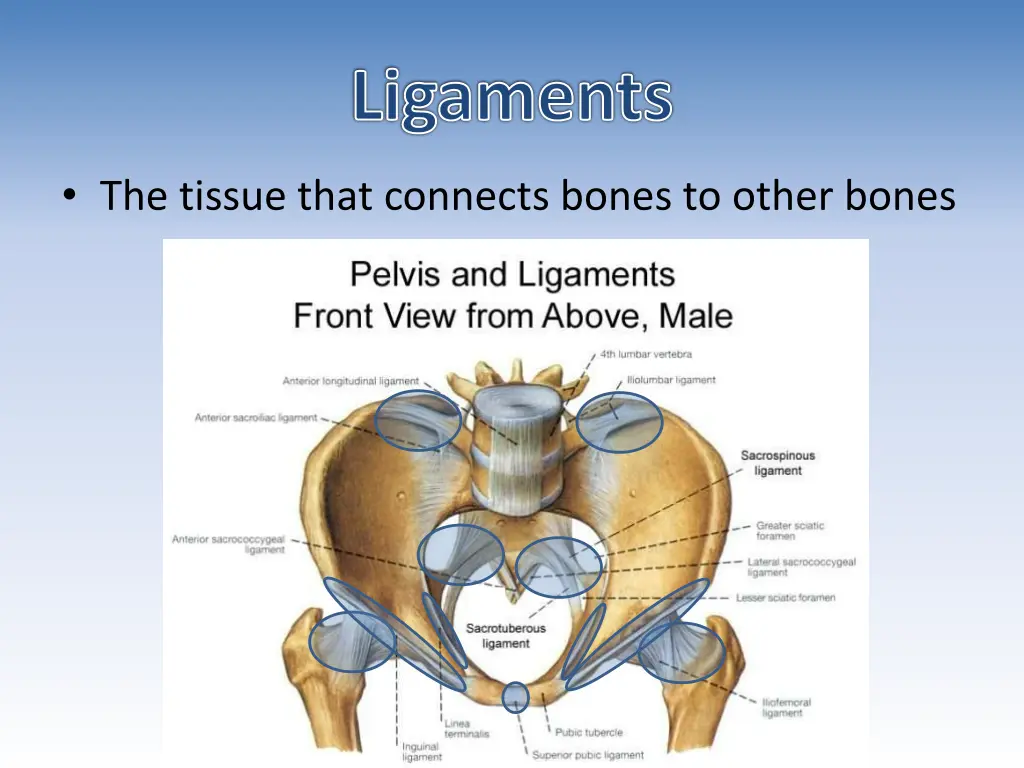 ligaments