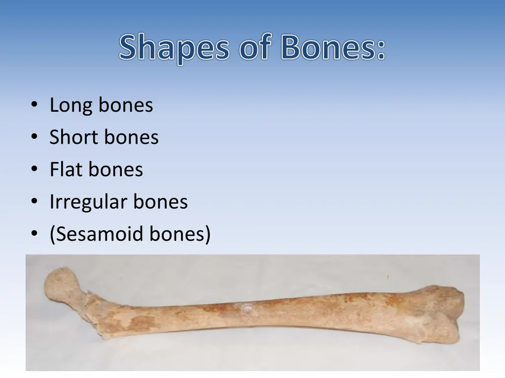 shapes of bones