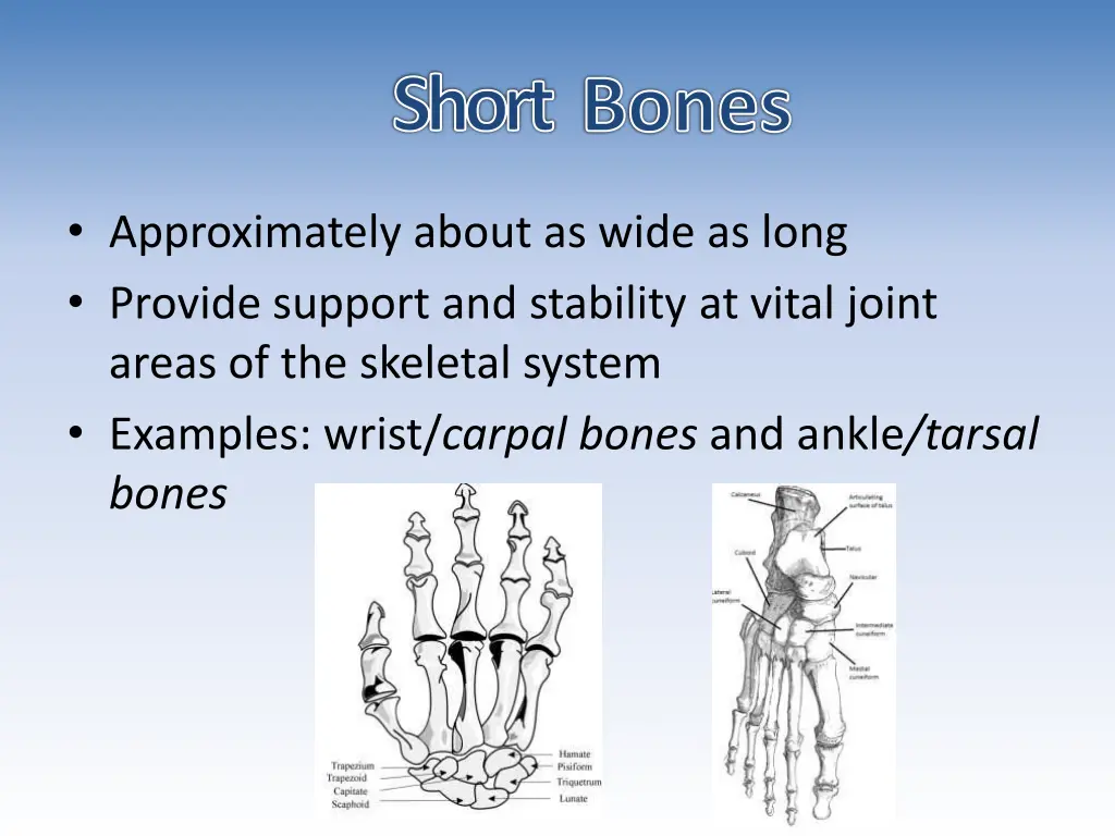 short bones