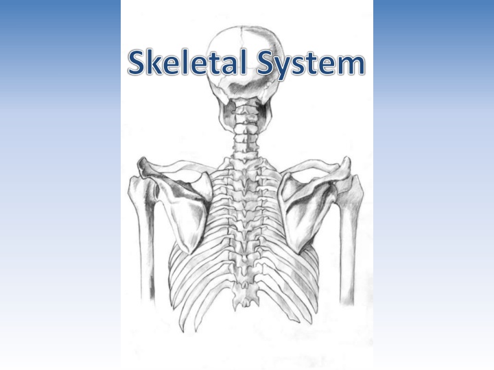 skeletal system