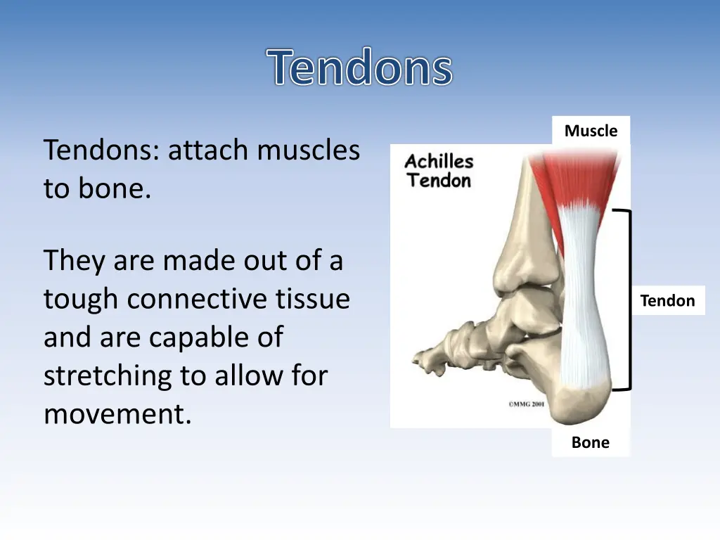 tendons