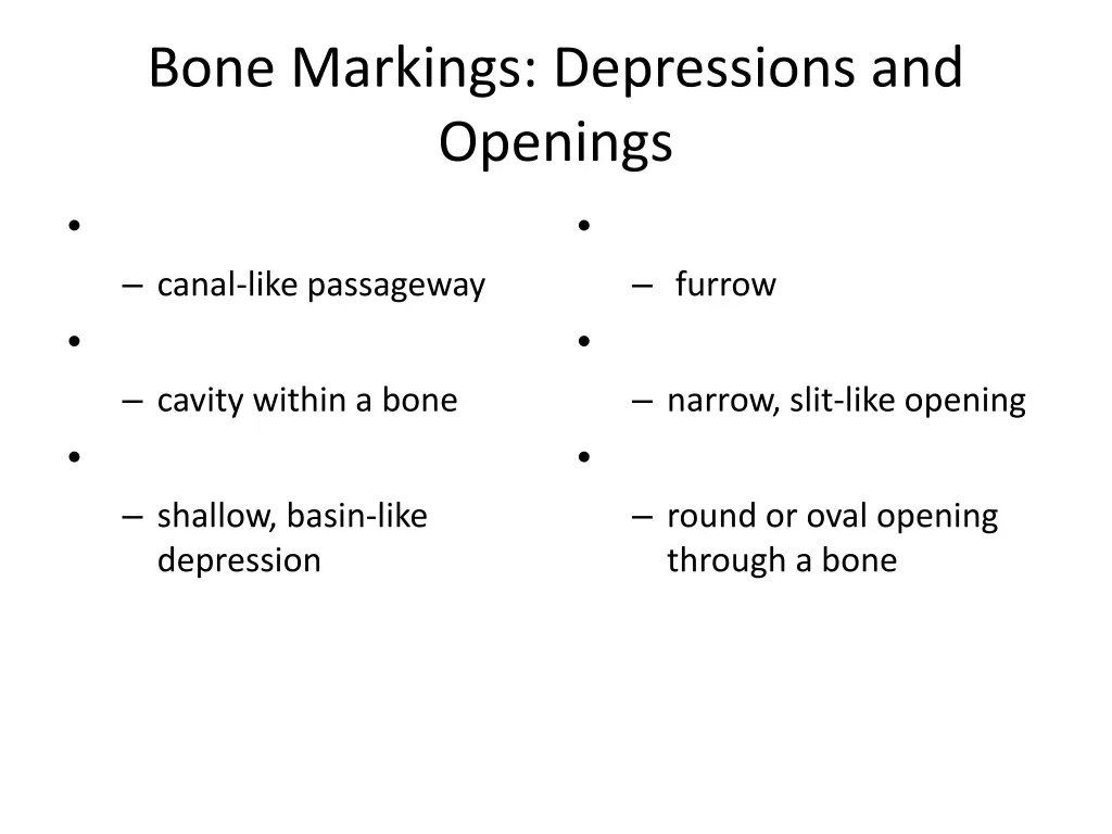 bone markings depressions and openings