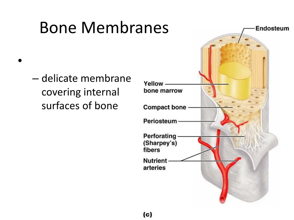 bone membranes 1