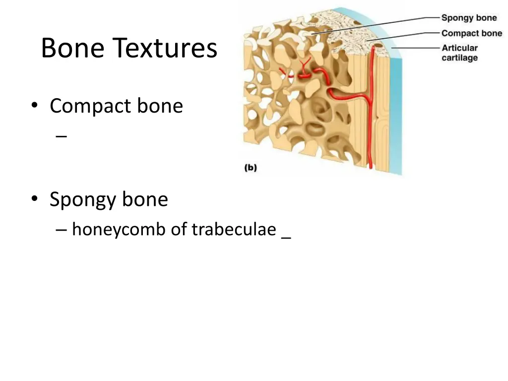 bone textures