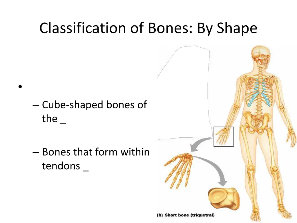 classification of bones by shape 1