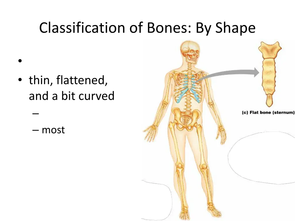 classification of bones by shape 2