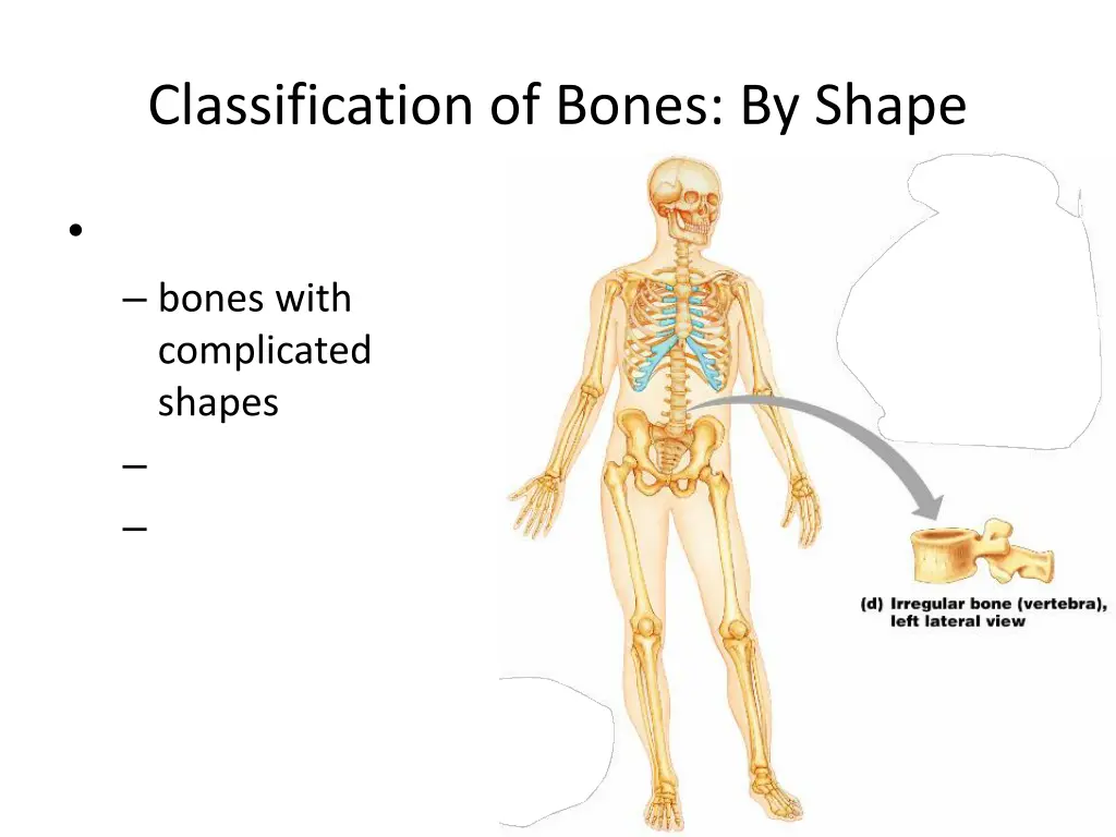 classification of bones by shape 3