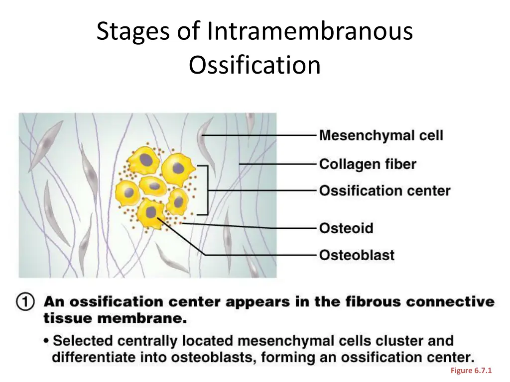 stages of intramembranous ossification 1