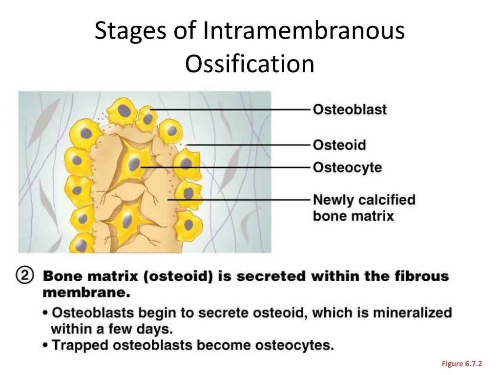 stages of intramembranous ossification 2