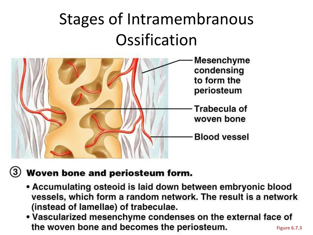 stages of intramembranous ossification 3