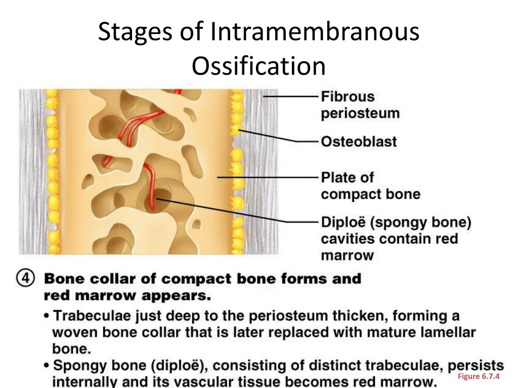 stages of intramembranous ossification 4