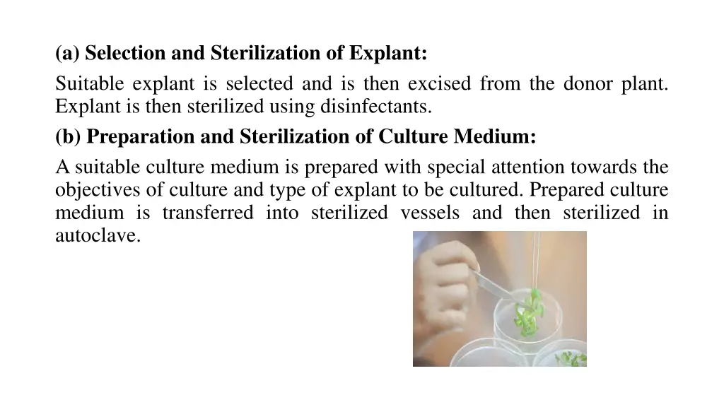 a selection and sterilization of explant suitable