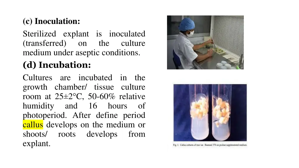 c inoculation sterilized explant is inoculated