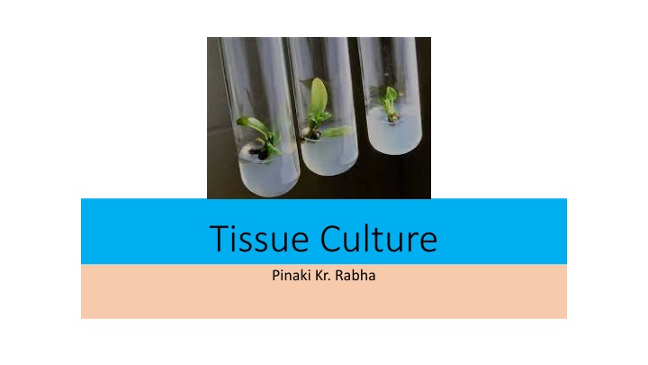 tissue culture pinaki kr rabha