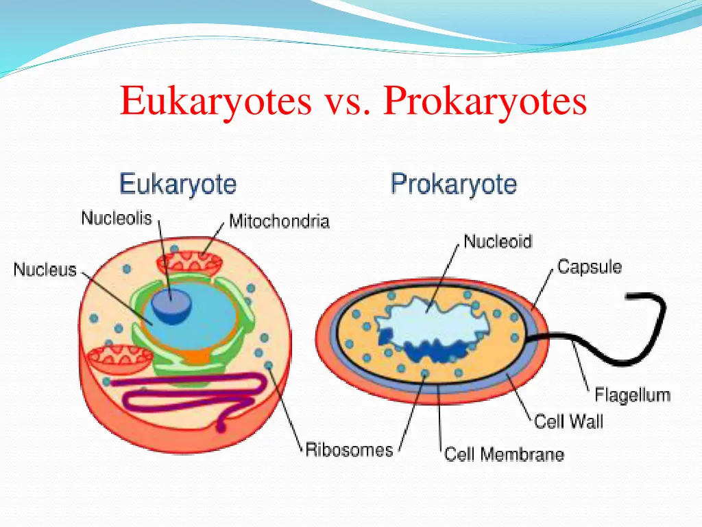 eukaryotes vs prokaryotes