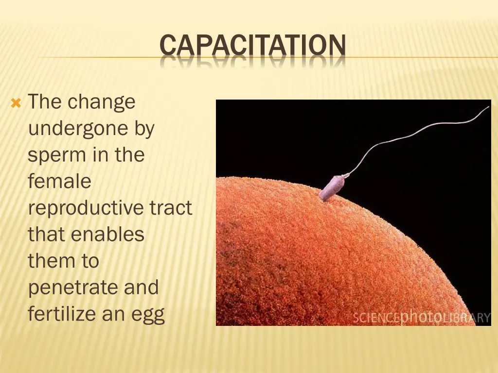 capacitation