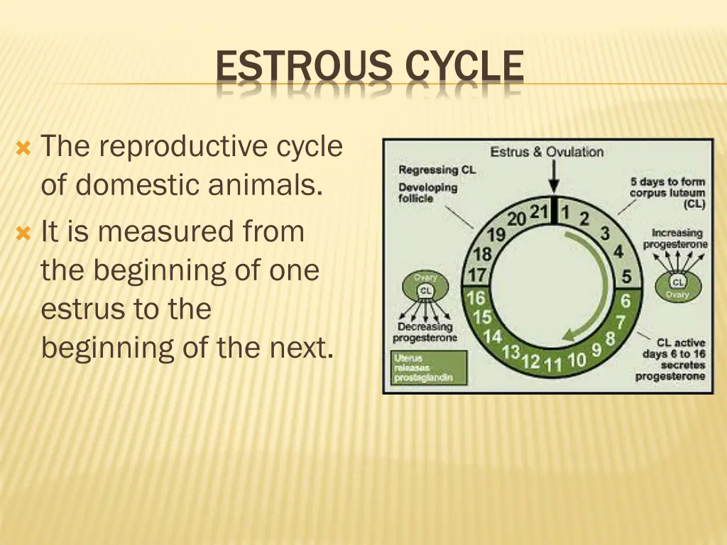 estrous cycle