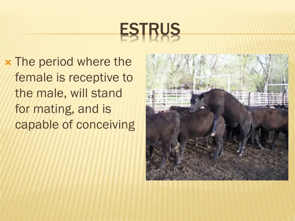 estrus