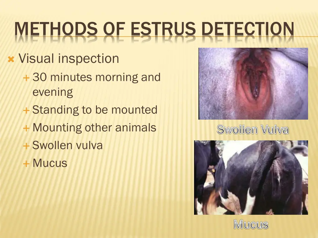 methods of estrus detection