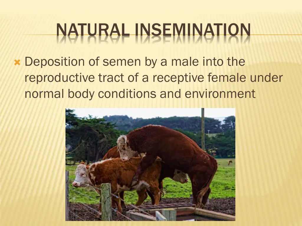 natural insemination