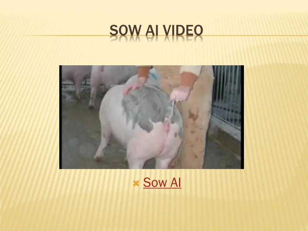 sow ai video