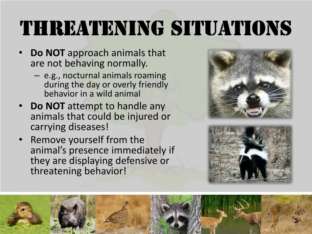 do not approach animals that are not behaving