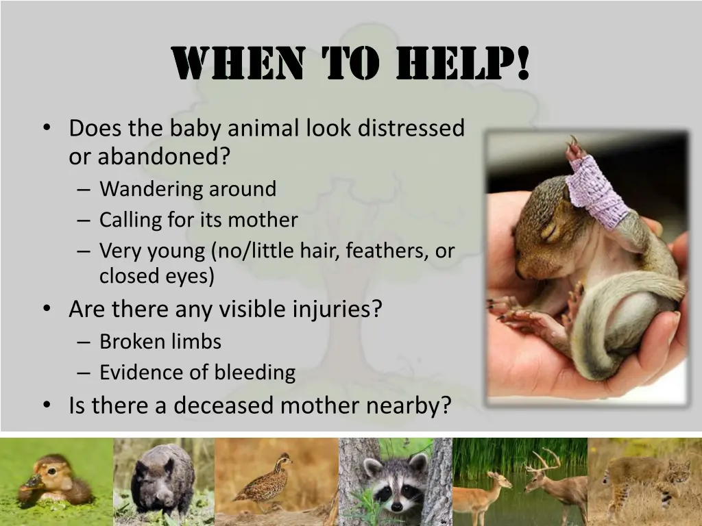 does the baby animal look distressed or abandoned