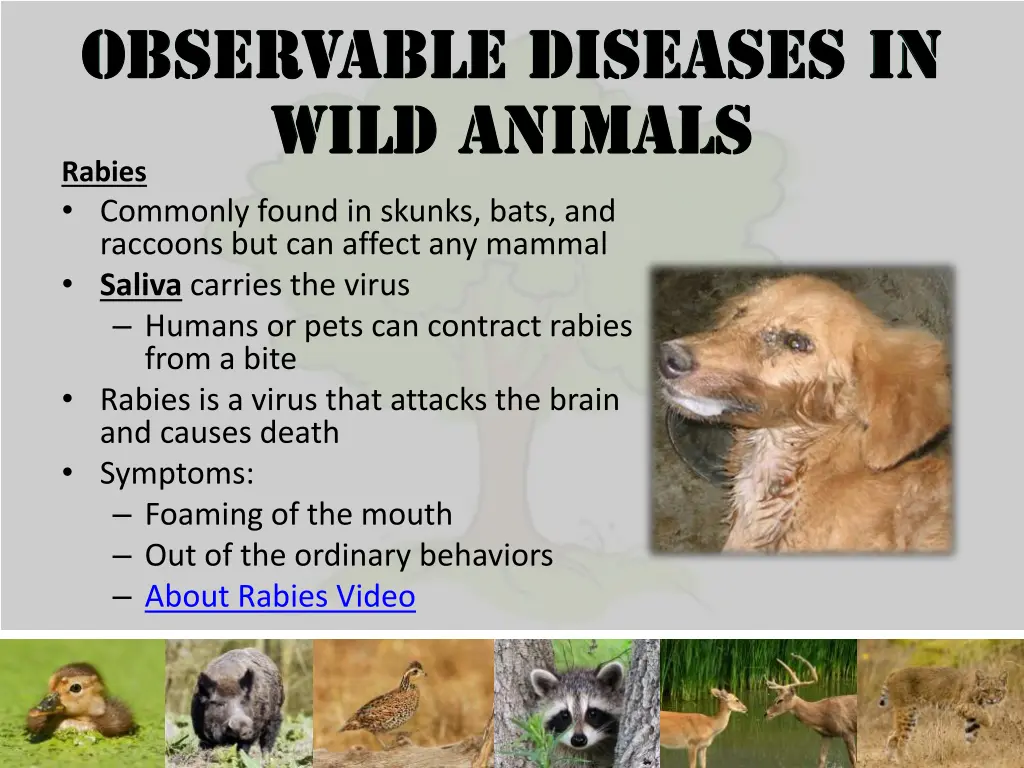 rabies commonly found in skunks bats and raccoons