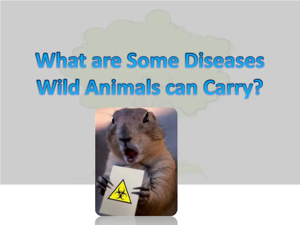 what are some diseases wild animals can carry