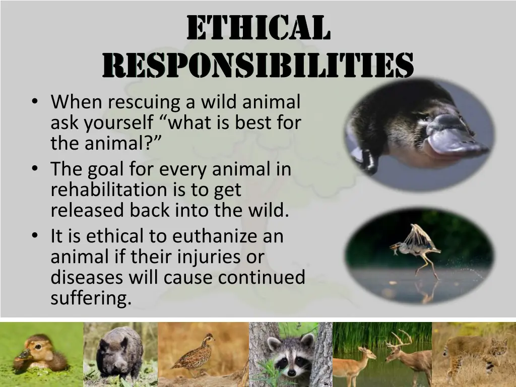 when rescuing a wild animal ask yourself what