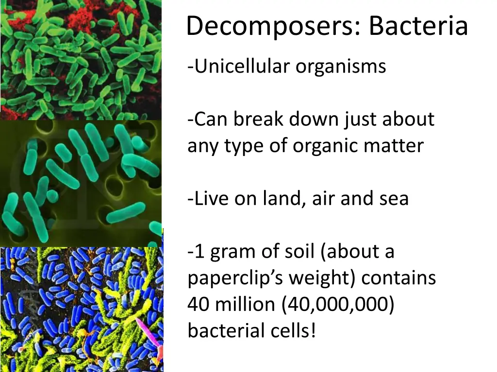 decomposers bacteria