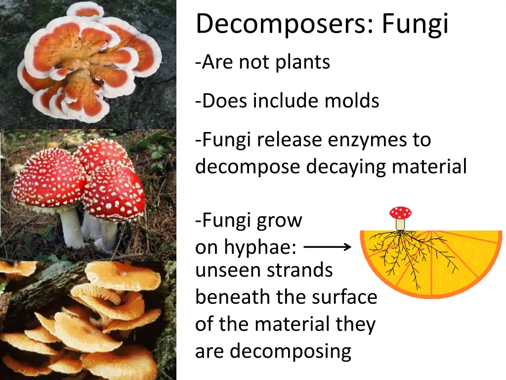 decomposers fungi are not plants