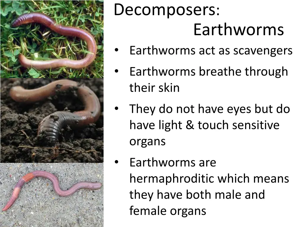 decomposers