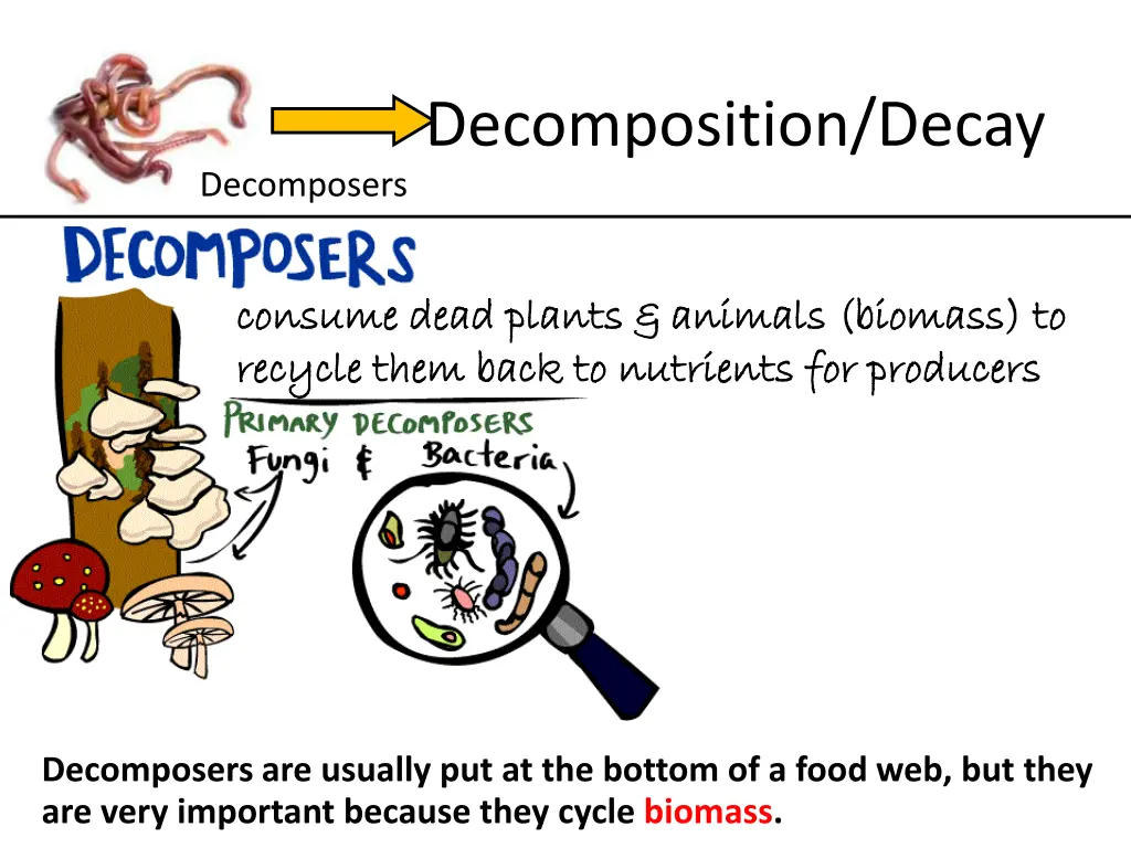 decomposition decay