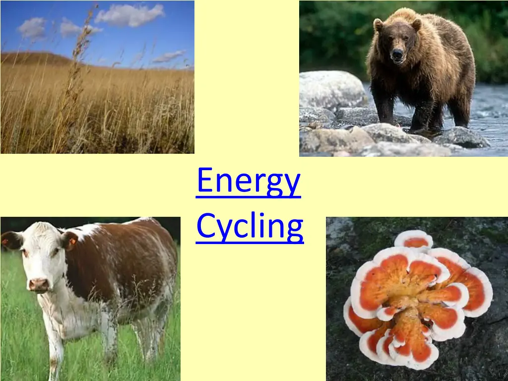 energy cycling