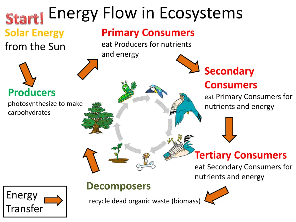 energy flow in ecosystems primary consumers