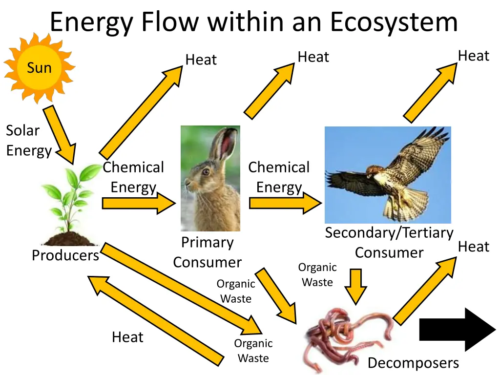 energy flow within an ecosystem