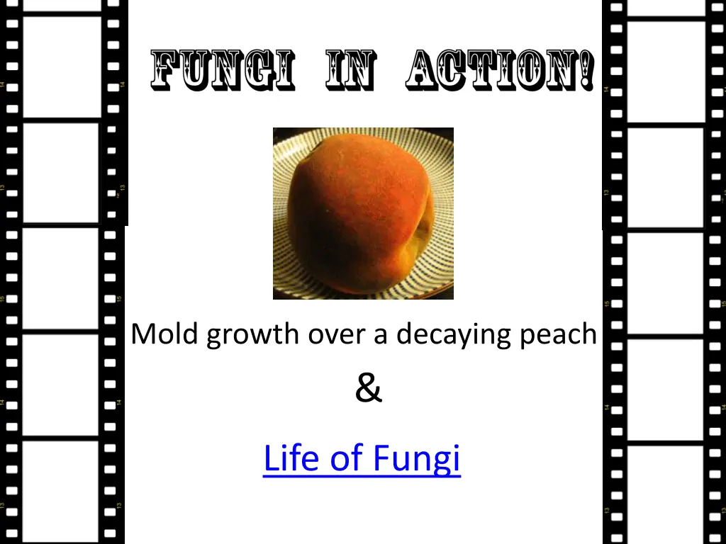 mold growth over a decaying peach