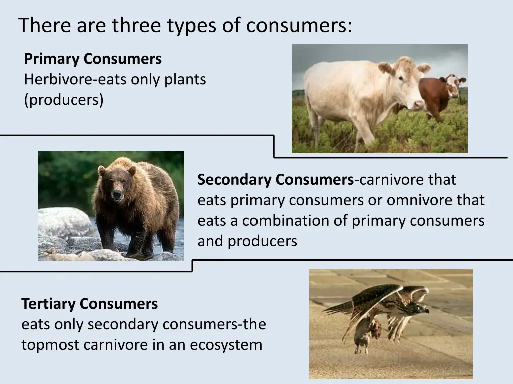 there are three types of consumers