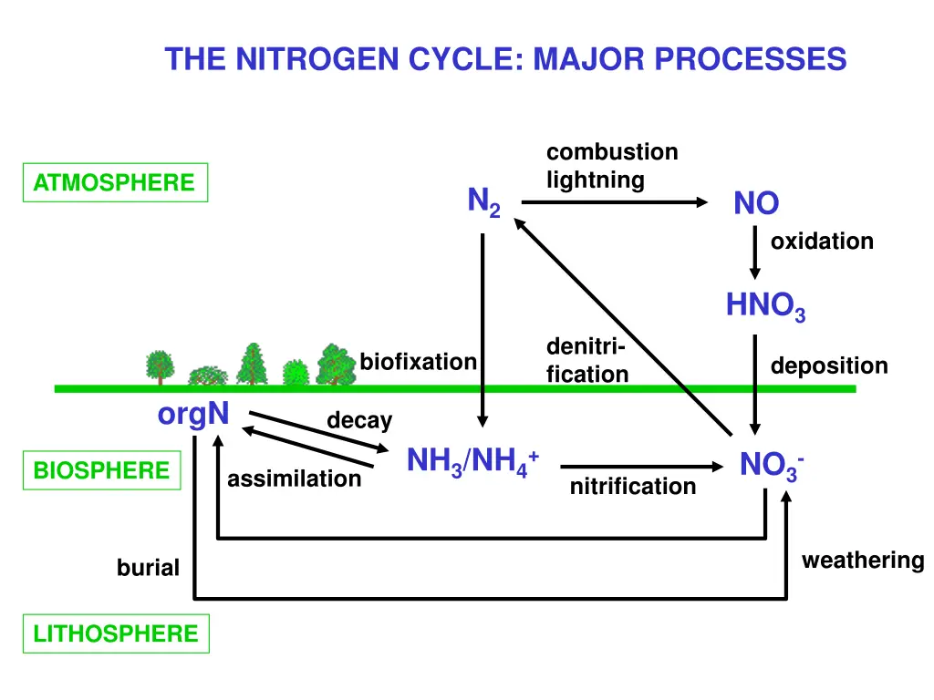 the nitrogen cycle major processes