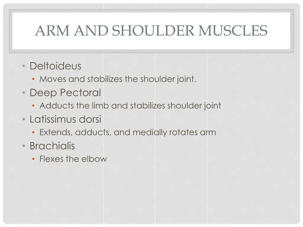 arm and shoulder muscles 2