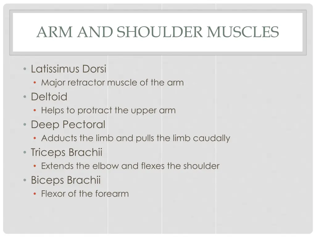 arm and shoulder muscles