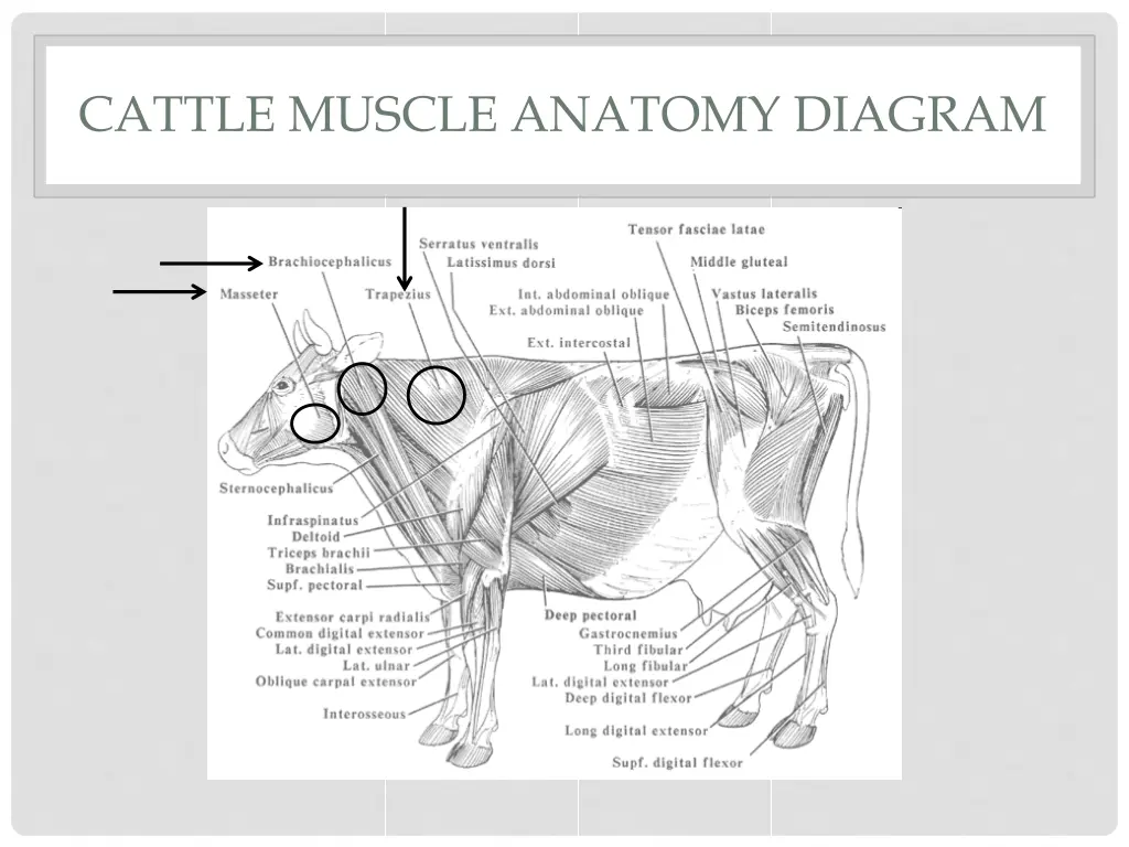 cattle muscle anatomy diagram 1