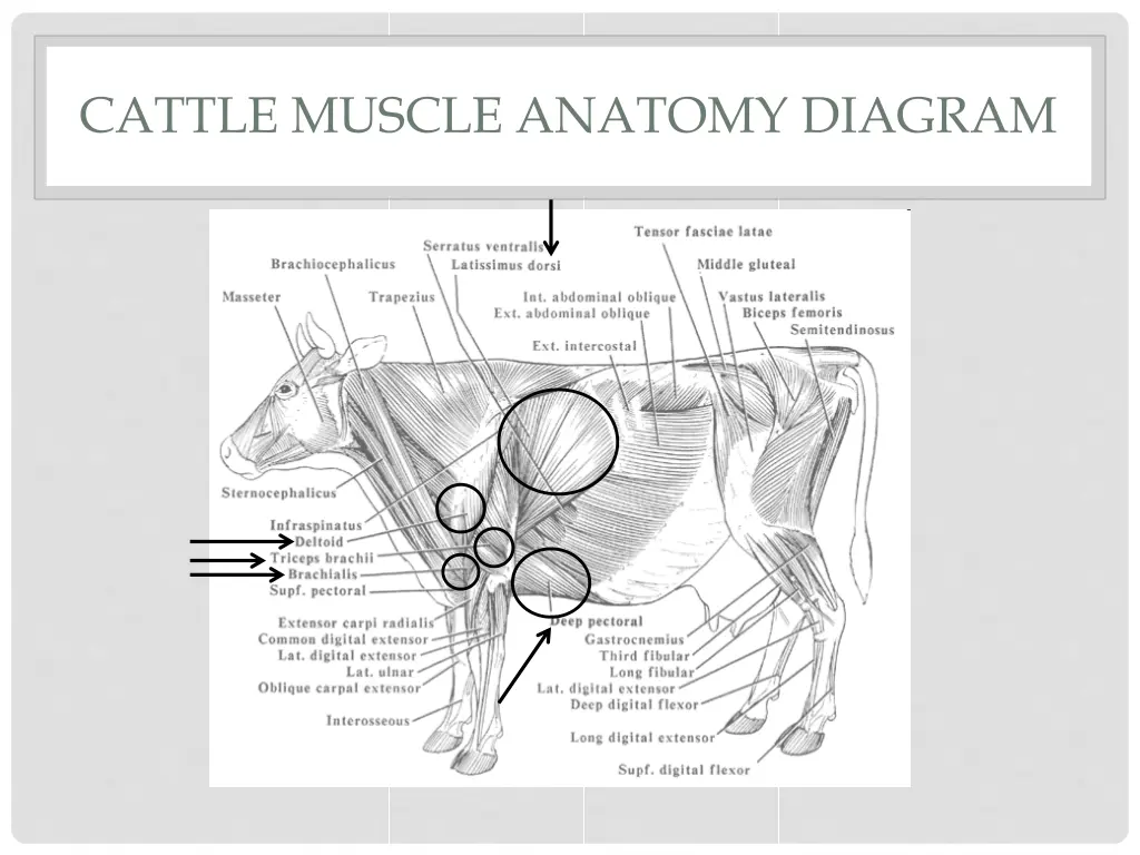 cattle muscle anatomy diagram 2