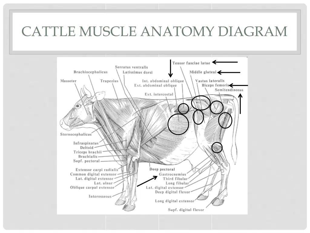 cattle muscle anatomy diagram 3