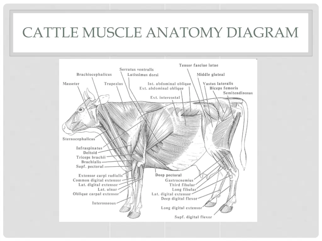 cattle muscle anatomy diagram