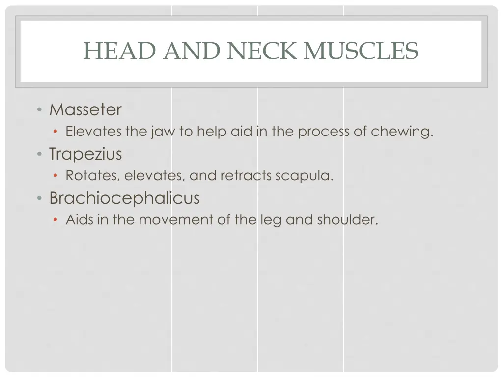 head and neck muscles 2