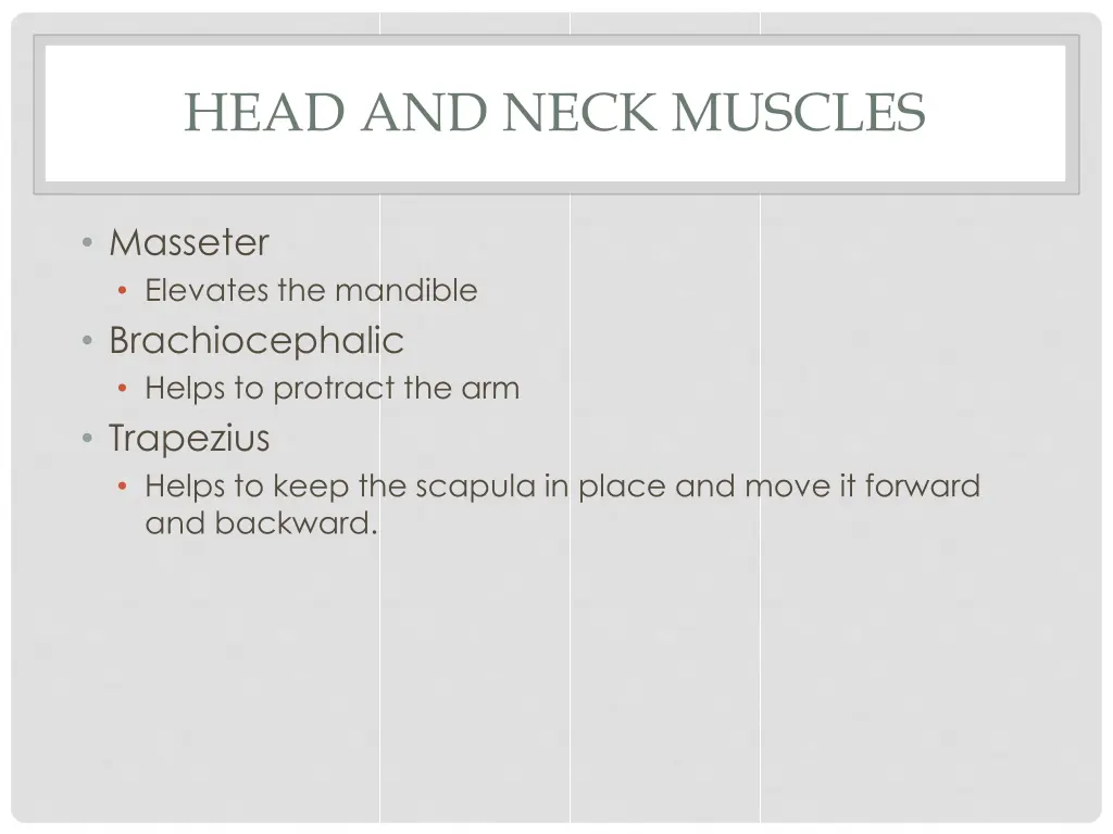 head and neck muscles